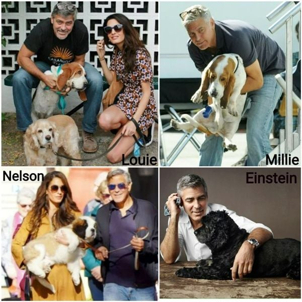 A collage of George Clooney
