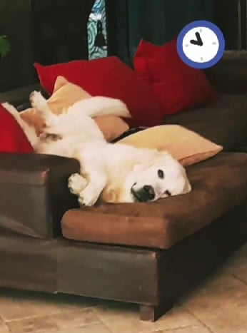 A picture Instagrammed by Aroush Datta of his pet dog