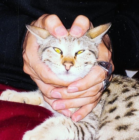 A picture of Talwiinder