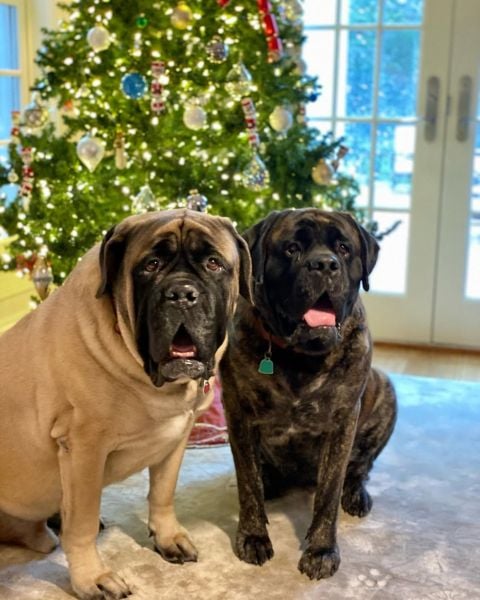 A picture of Triple H