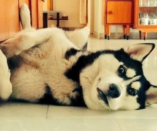 A picture Instagrammed by Vivek Desai of his pet dog