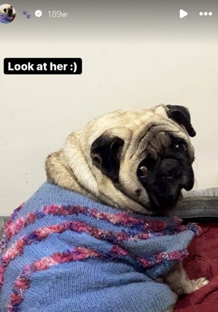 A picture of her pet Instagrammed by Aneet Padda