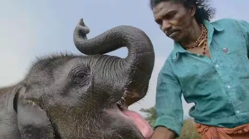 A still from the film The Elephant Whisperers