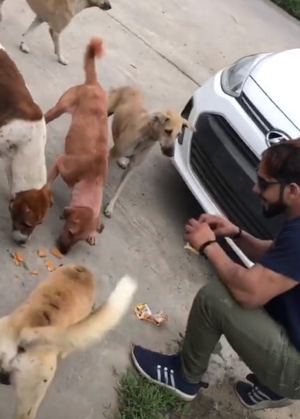 Aadi Nagar feeding stray dogs