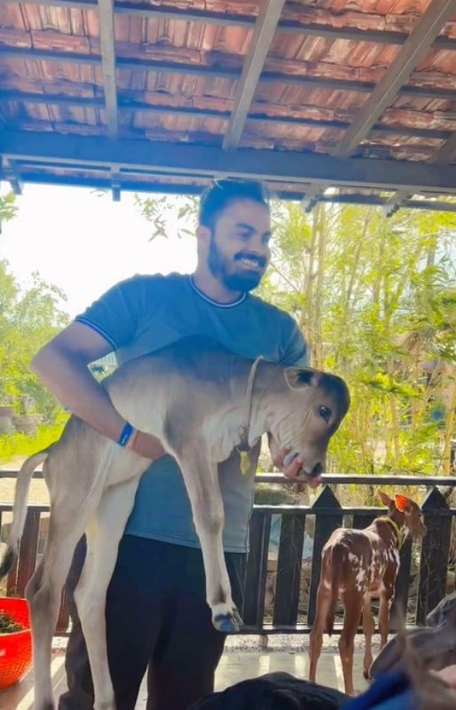 Abhinav Pandey holding a calf