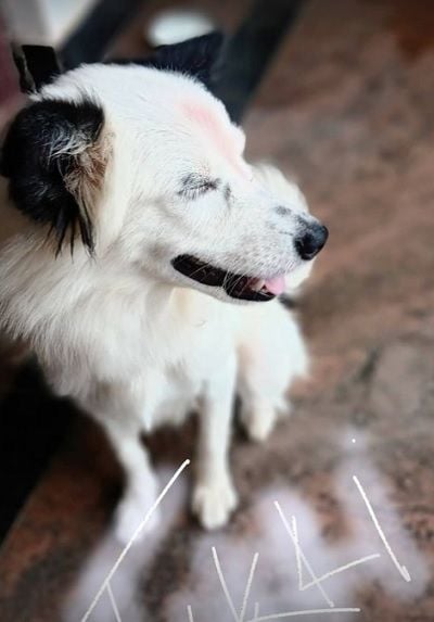 Abishek Udayakumar dog