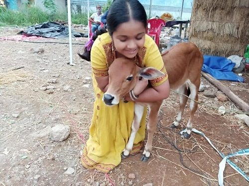 Aditi Jaltare with a calf