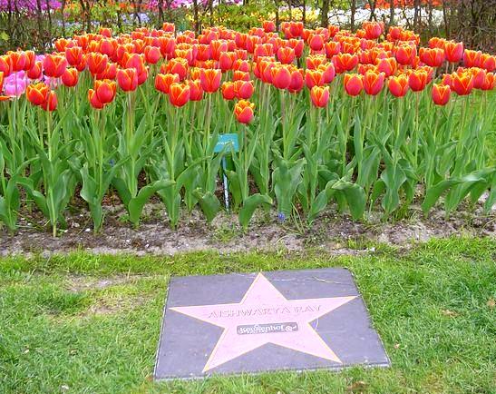 Tulip flowers named after Aishwarya Rai 