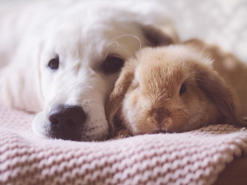 Bear and Hugs Bunny - Tanya Gyani