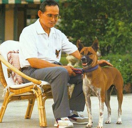 Bhumibol Adulyadej posing with his pet dog