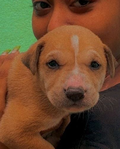 Bidisha De Majumdar with her pet dog