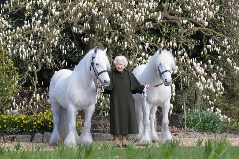 British Queen Elizabeth II holds her Fell ponies, Bybeck Nightingale (right) and Bybeck Katie on the occasion of her 96th birthday