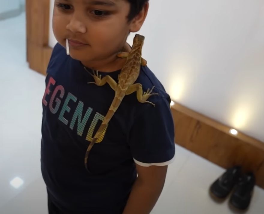 Chipkan, the pet chameleon