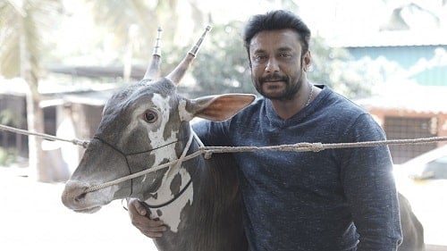 Darshan Thoogudeepa with his pet bull