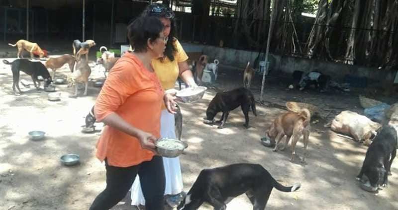 Hema Sardesai feeding stray dogs