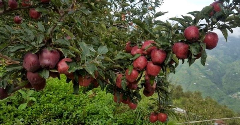 Himachal Apples Today