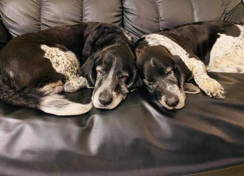 Junaid Sami Khan pet dogs, Funky and Jazz