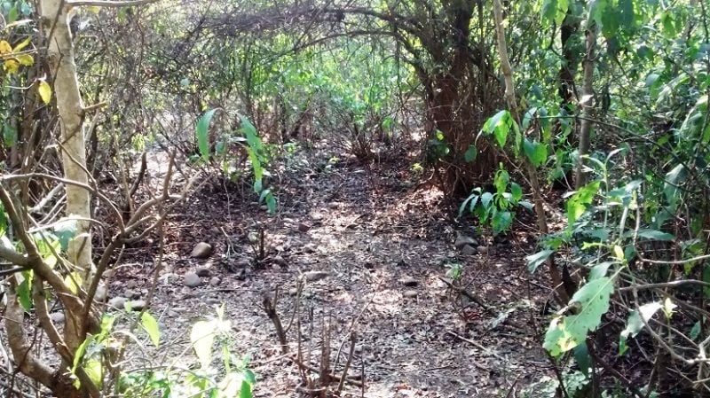 The Forest Area In Kathua Where Asifa