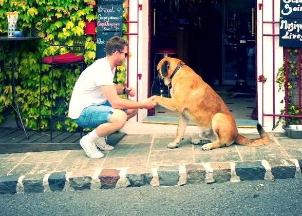 Lockie Ferguson loves dogs