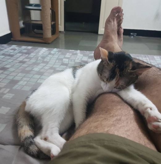 Manyuu Doshi playing with one of his cats