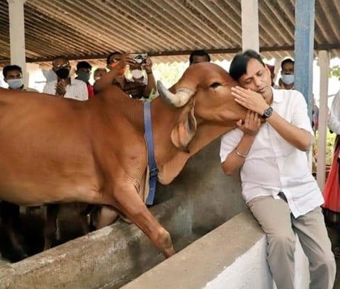 Nityanand Rai posing with a cow