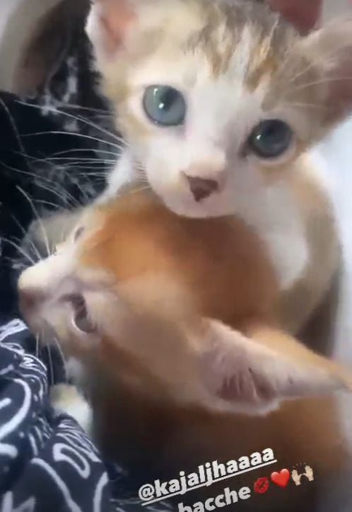 Noor Malabika with kittens