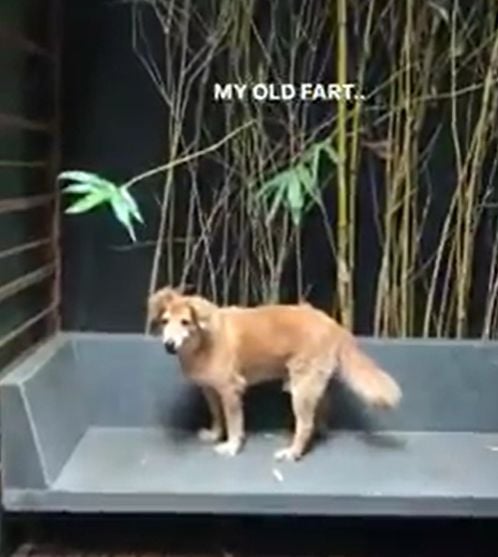 One of Chikki Panday