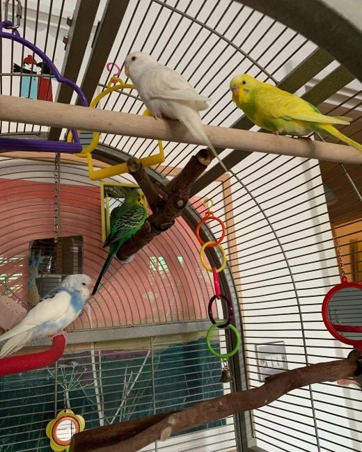 Parrots of Jo Hartley