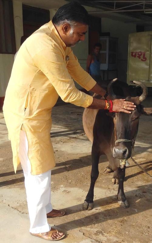 Prahlad Singh Patel at a cow shelter home