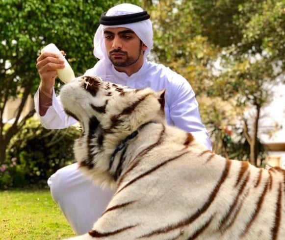 Sheikh Mana while feeding a white tiger