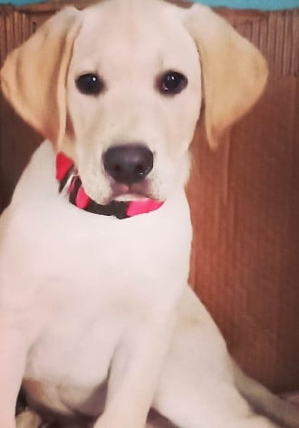 Shekhar Jyoti Goswami Instagrammed a picture of his pet