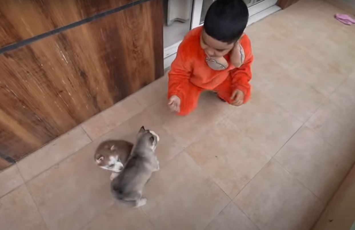 The huskies owned by the Malik Family