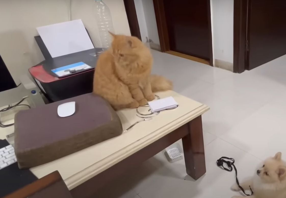 The pet cat by the Maliks