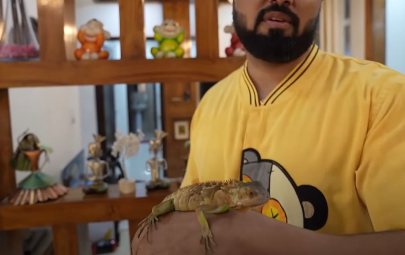 The pet chameleon chipkan