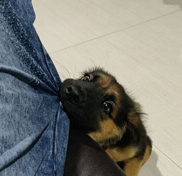 Vinoth Kishan with his pet dog, Love