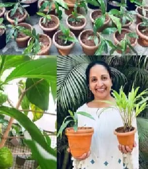 Yamuna Srinidhi posing with flower pots after planting the saplings